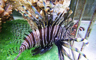 Invasive Lionfish, Alive Alive Oh!