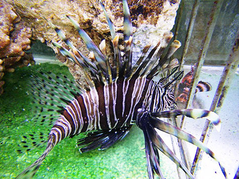Pterois volitans lionfish collected in the Atlantic awaits shipment to a home aquarium. Image courtesy Scott Hughes, Saltwaterfish.com 