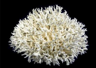 Birdsnest-Coral