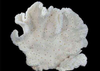 Black-Cup-Coral