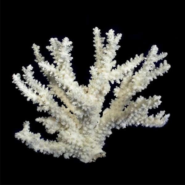 Natural Coral, Substrates, and Rocks Aquatic Perfection