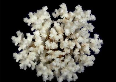 Brownstem-Coral