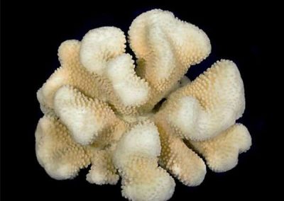 Cauliflower-Coral