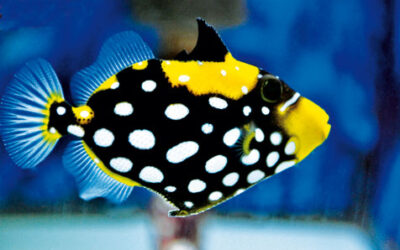 Tank-Raised Tangs & Triggers Become a Reality