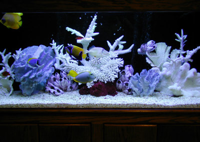 Residential 125 Gallon Saltwater Aquarium System with Natural Coral Decorations