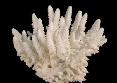 Finger-Coral