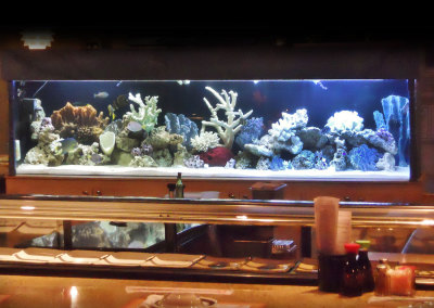 Commercial Aquarium, Ichiban