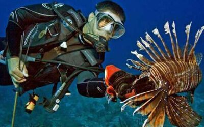 Pass the Lionfish Nachos: REEF Publishes New Cookbook