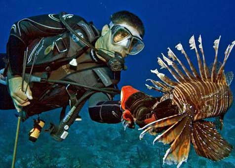 Reef Special Projects Director Lad Akins harvests an eating-size Pterois lionfish.