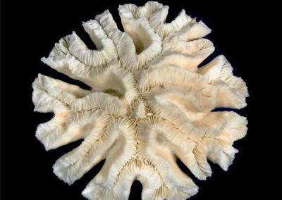 Open-Brain-Coral