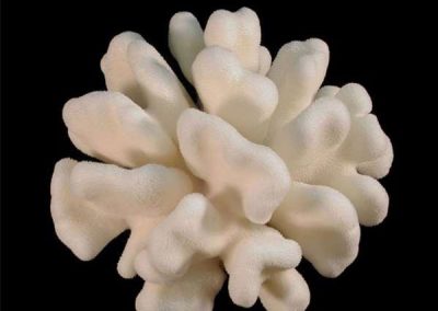 Pacific-Elkhorn-Coral