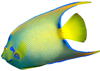 Queen Angelfish