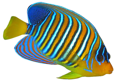 Royal Angelfish