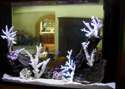 Residential Aquarium