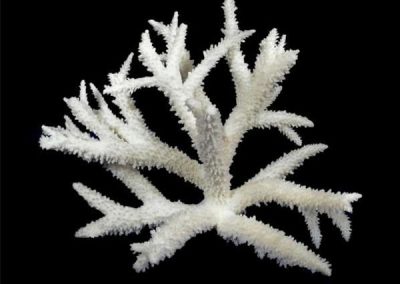 Staghorn-Coral