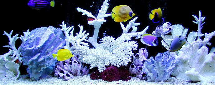 salt water aquarium with natural coral decorations