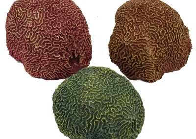 Brain-Coral-113RD-BR-GN