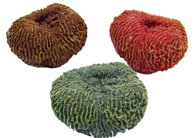 Brain-Coral-363-RDBR-GN