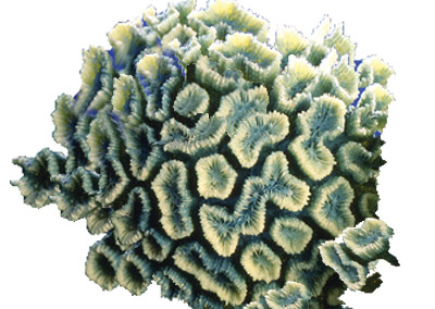 Open Brain Coral