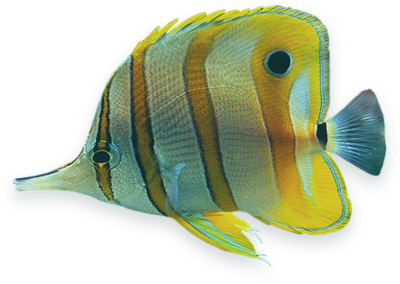 Copperband Butterflyfish