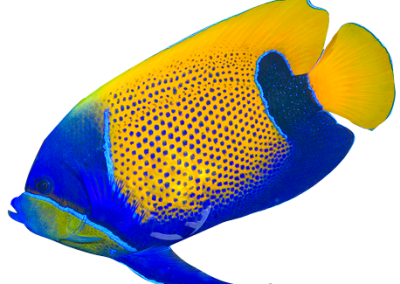 Blue Girdled Angelfish