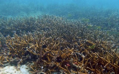 Fields of Caribbean staghorn corals discovered off Florida coast
