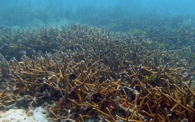 Fields of Caribbean staghorn corals discovered off Florida coast