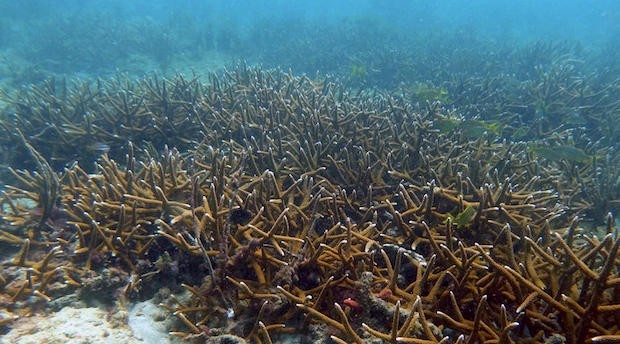 Fields of Caribbean staghorn corals discovered off Florida coast