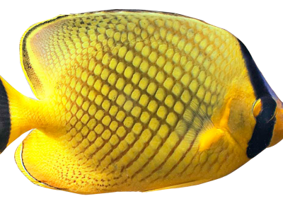 Latticed Butterflyfish