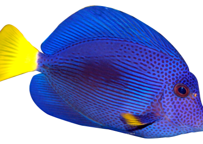 Purple Tang